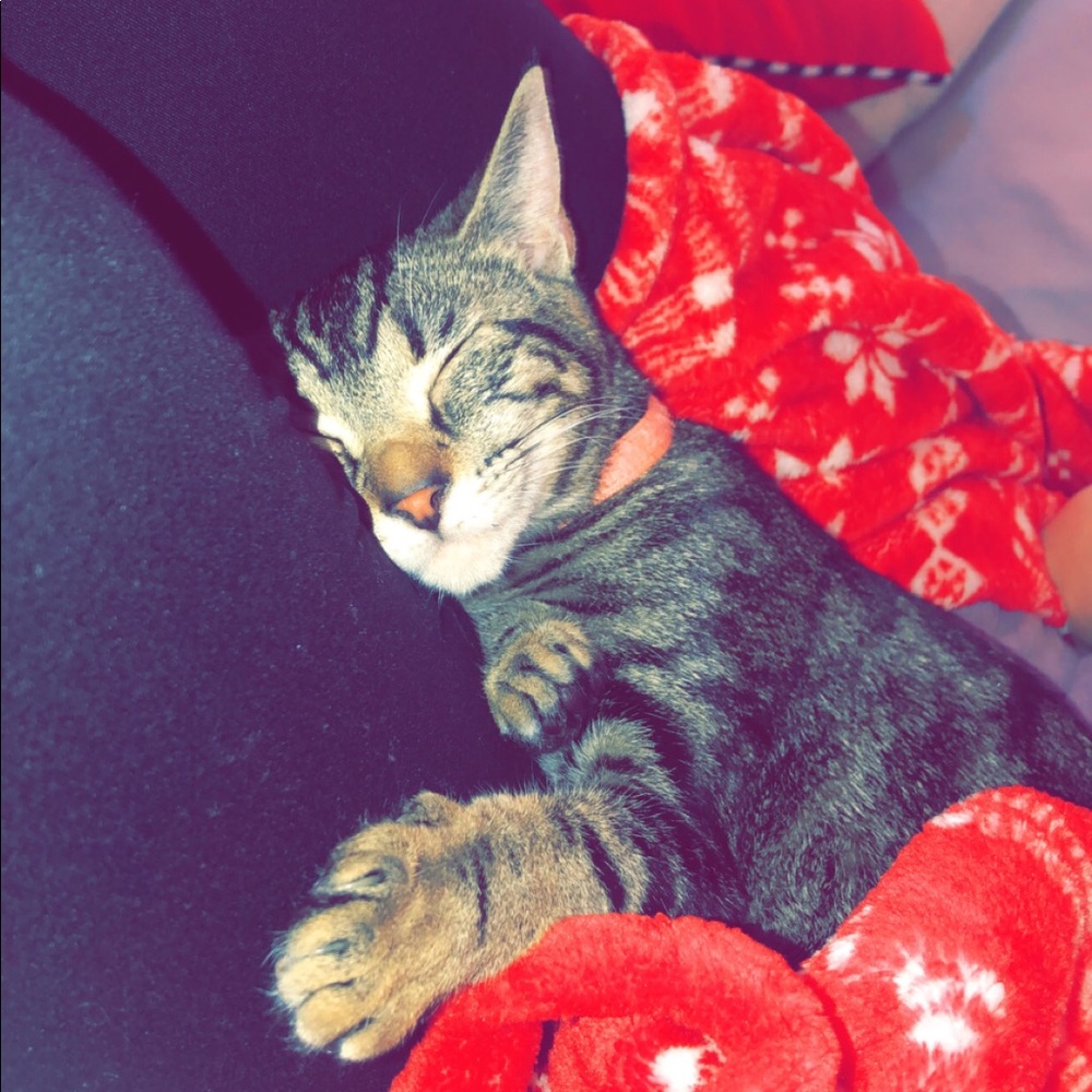 Meet your Posher, Molly